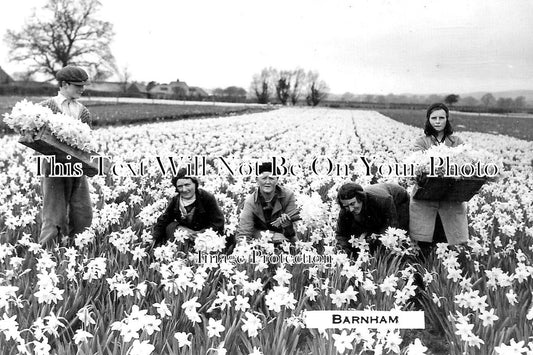 SX 5395 - Barnham Daffodil Fields, Sussex