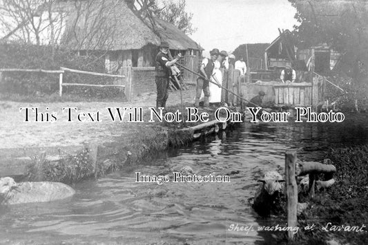 SX 594 - Sheep Washing At Lavant, Sussex