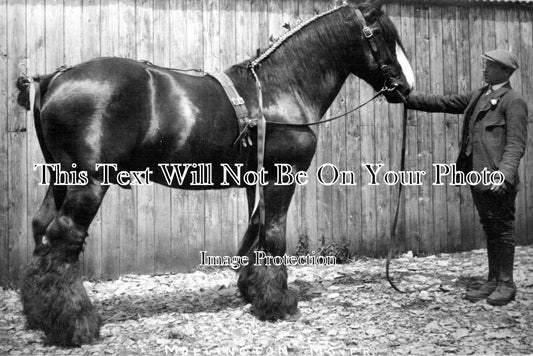 WA 211 - Heavy Horse, Mollington Mover, Nuneaton, Warwickshire