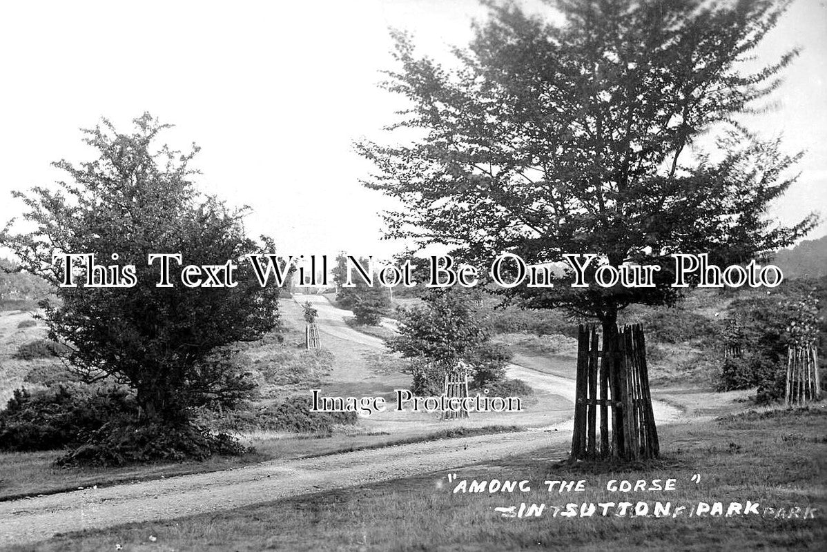 WA 2212 - Among The Gorse In Sutton Park, Sutton Coldfield c1912