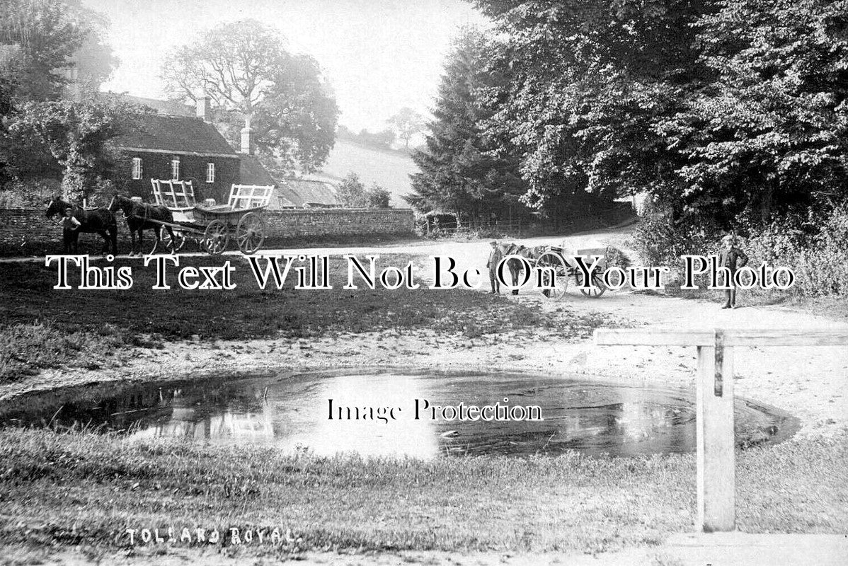 WI 1384 - Tollard Royal, Wiltshire