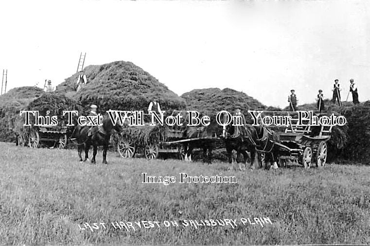 WI 479 - Last Harvest On Salisbury Plain, Wiltshire c1910