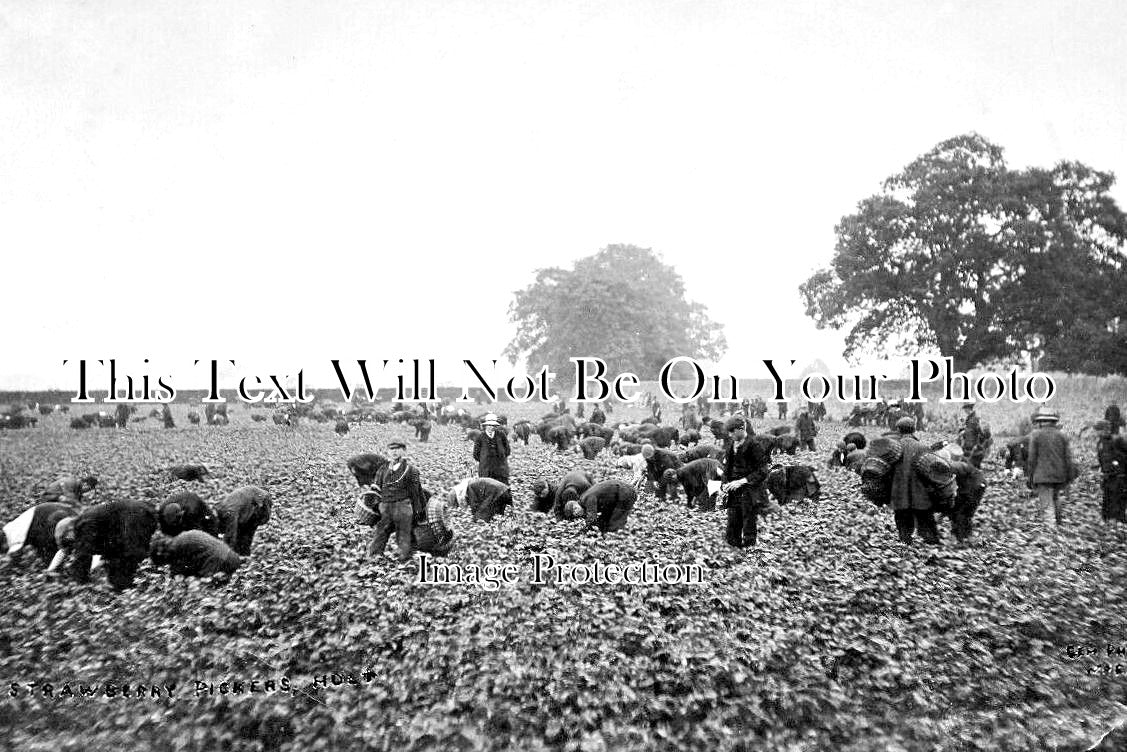 WL 2264 - Strawberry Picking, Holt Near Wrexham, Wales
