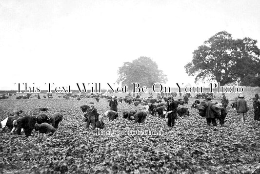 WL 2264 - Strawberry Picking, Holt Near Wrexham, Wales