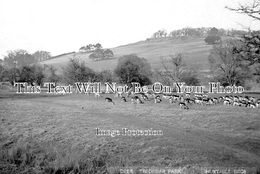 WL 2402 - Deer In Tredegar Park, Newport, Wales c1908