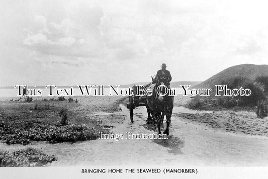 WL 2491 - Bringing Home The Seaweed, Manorbier, Wales