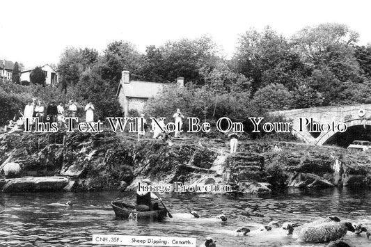 WL 2519 - Sheep Dipping, Cenarth, Wales