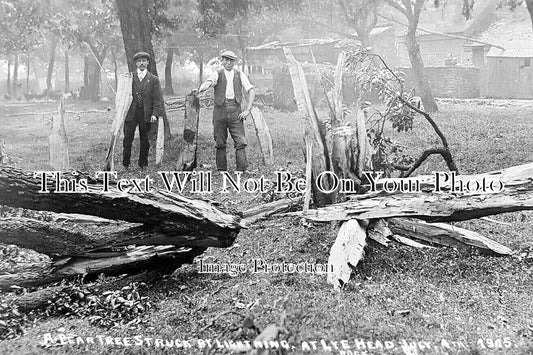 WO 1558 - Pear Tree Struck By Lightning, Lye Head, Bewdley, Worcestershire 1915