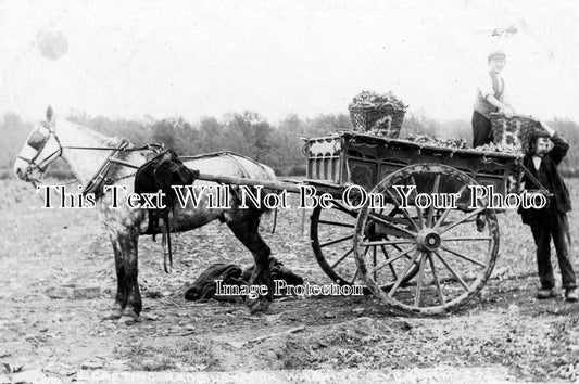 WO 480 - Carting Radishes For Washing, Evesham, Worcestershire