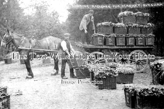 WO 568 - Loading Radishes For Market, Evesham, Worcestershire