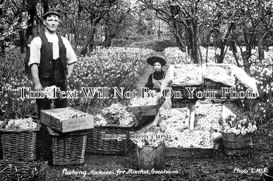WO 569 - Packing Narcissi For Market, Evesham, Worcestershire