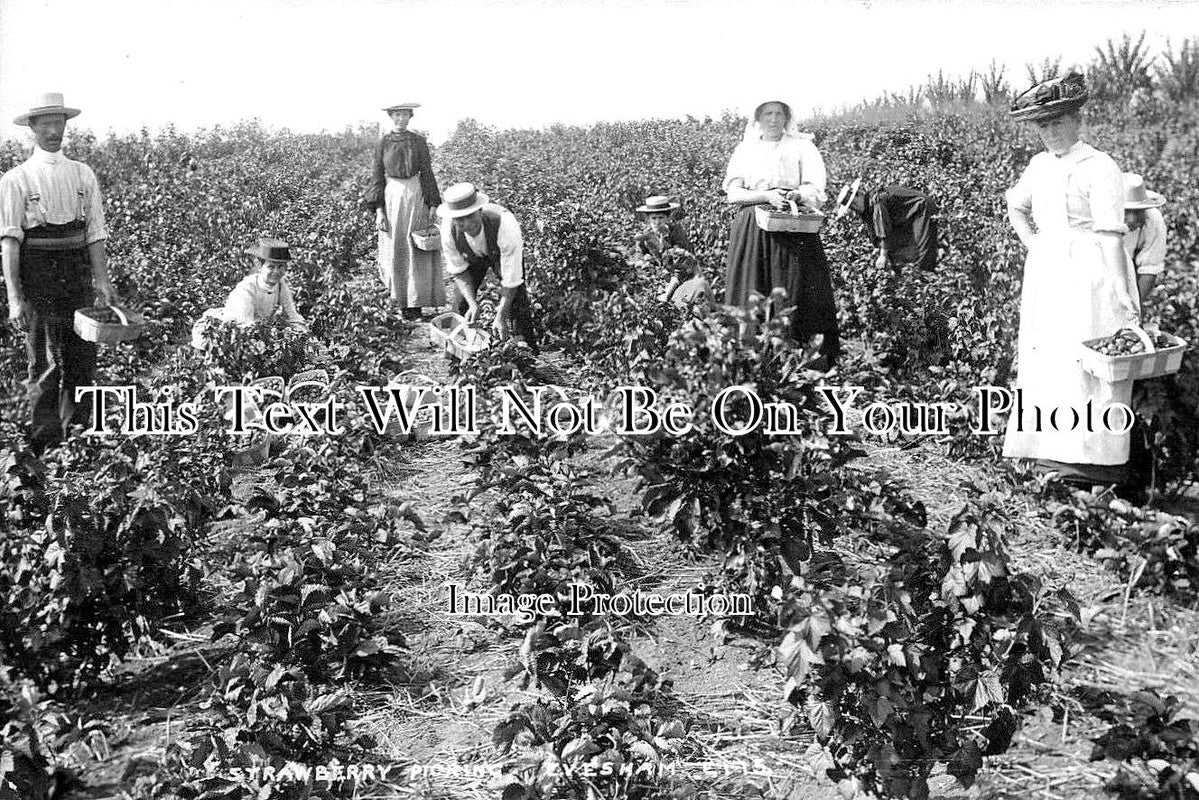 WO 576 - Strawberry Picking, Evesham, Worcestershire