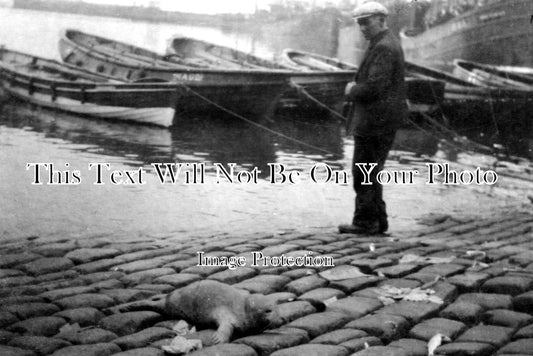 YO 1005 - Jimmy The Seal, Scarborough Harbour, Yorkshire