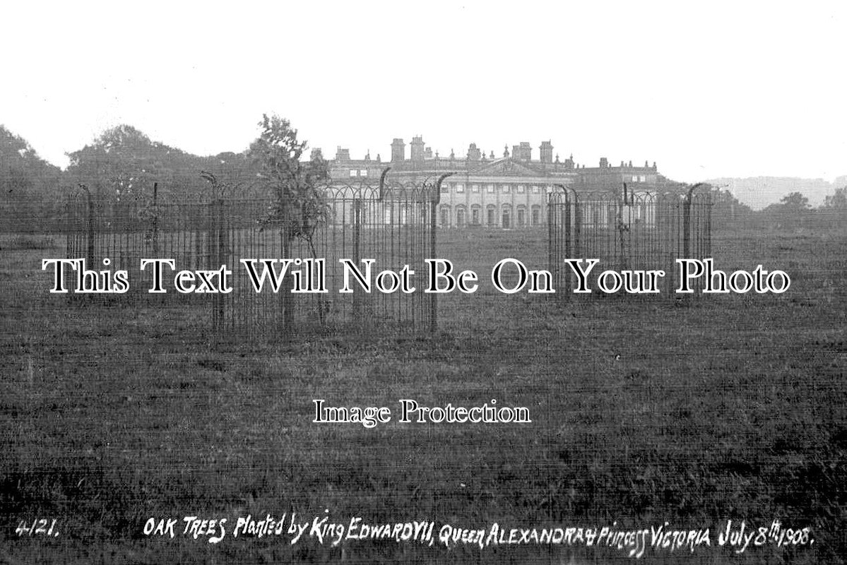 YO 10097 - Oak Trees Planted By King Edward VII, Harewood, Yorkshire 1908
