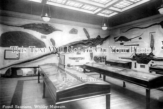 YO 13639 - Fossil Saurians, Whitby Museum, Yorkshire