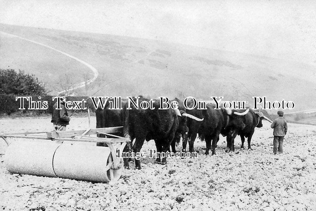 YO 2509 - Farming At Driffield, Yorkshire c1904