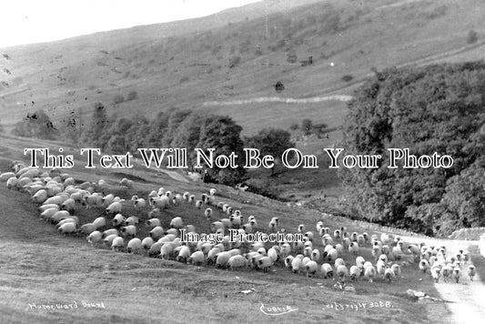 YO 3103 - Sheep, Homeward Bound, Yockenthwaite, Wharfedale, Yorkshire