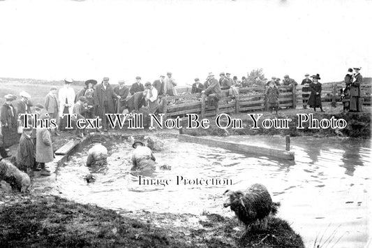 YO 3741 - Pateley Bridge Stean Sheep Washing, Yorkshire c1906