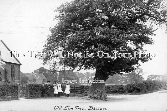 YO 398 - The Old Elm Tree, Bilton, Yorkshire c1913