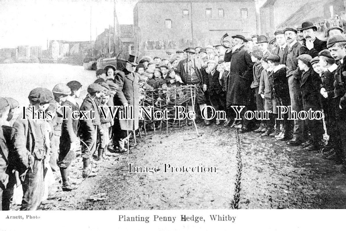 YO 4735 - Planting Penny Hedge, Whitby, Yorkshire