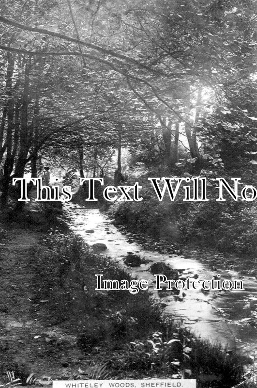 YO 5540 - Whiteley Woods, Sheffield, Yorkshire c1913
