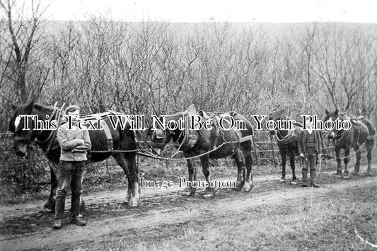 YO 7354 - Working Horses Near Whitby, Yorkshire
