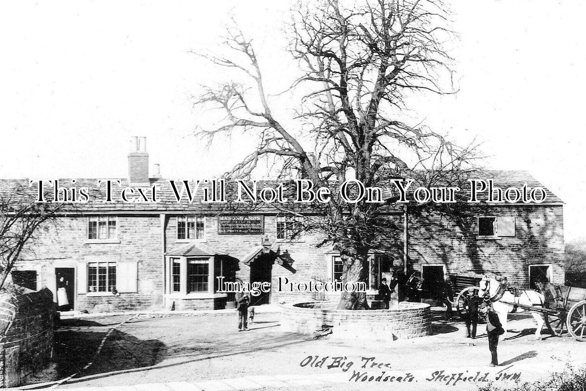 YO 8342 - Old Big Tree, Woodseats, Sheffield, Yorkshire