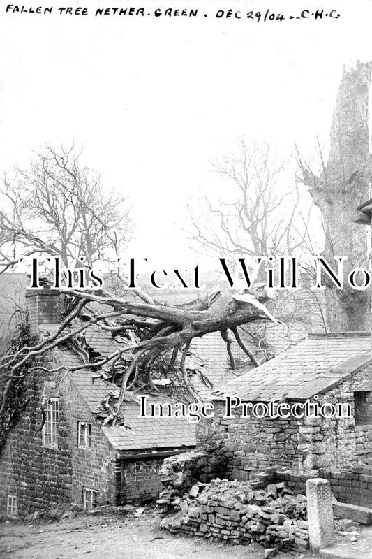 YO 8425 - Fallen Tree, Nether Green, Yorkshire 1904