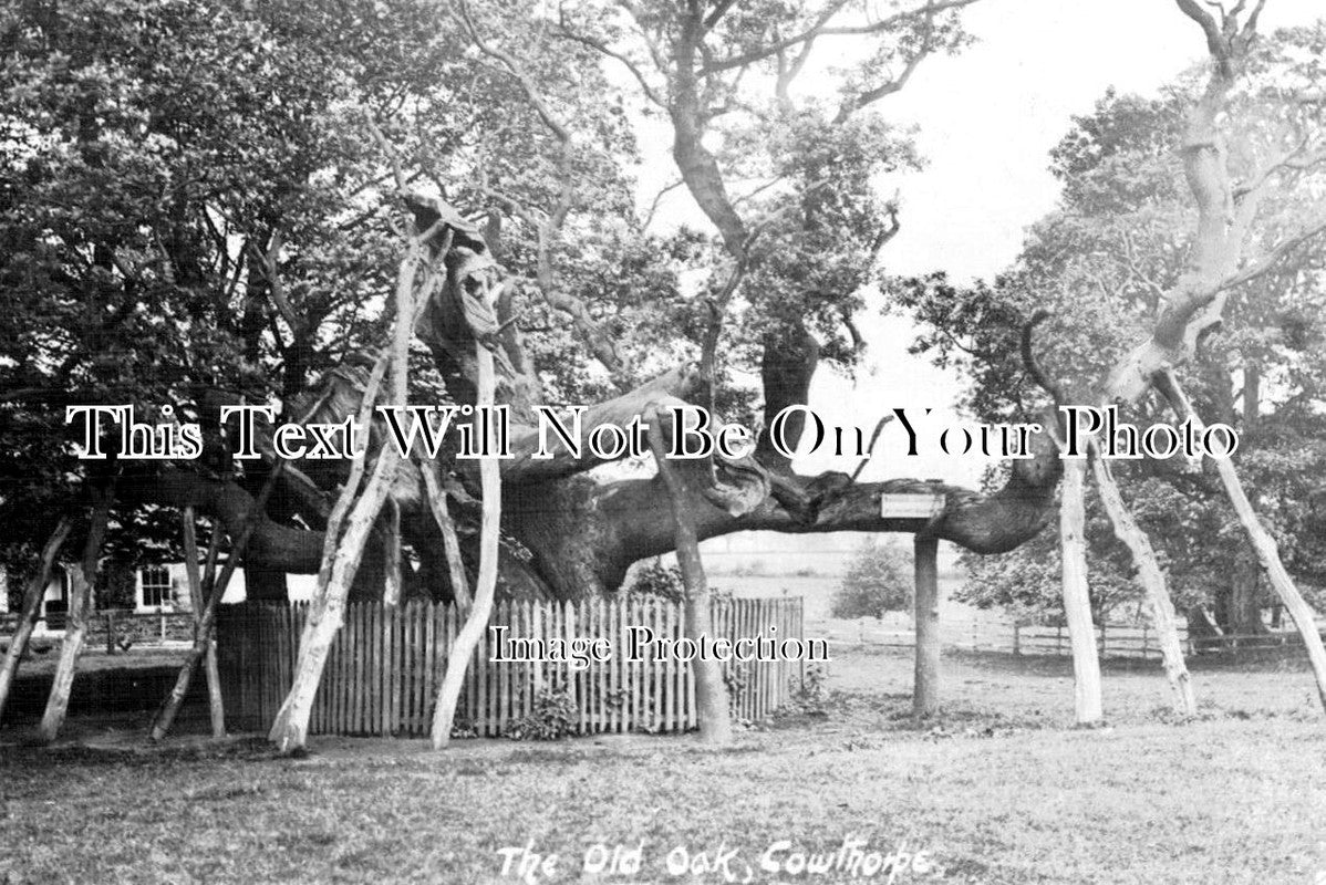 YO 9362 - The Old Oak Tree, Cowthorpe, Yorkshire